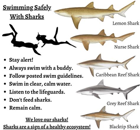 DPNR Releases New Guide to Common Sharks of the V.I. | St. Thomas Source