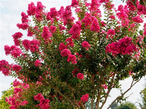 Fuchsia Jupiter Tree Lagerstroemia Indica Fuchsia D Et Plantamus