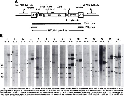 Figure 1 From Variant Type Of Sialyl Lewis X Antigen Expressed On Adult