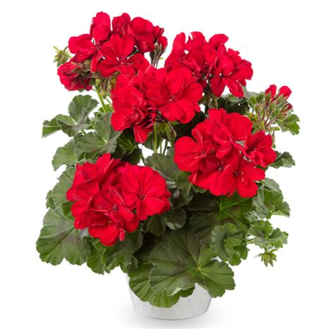 Introducing Geranium Calliope® Medium Dark Red Dark Leaf Mast Young