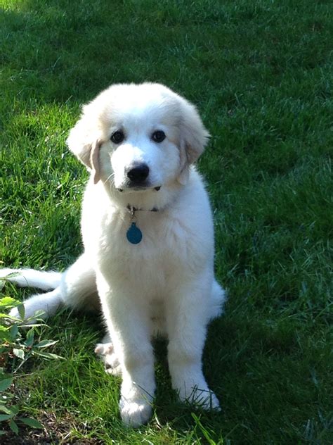 3 Months Old And 40 I Want Another Great Pyr They Are The Most Loving