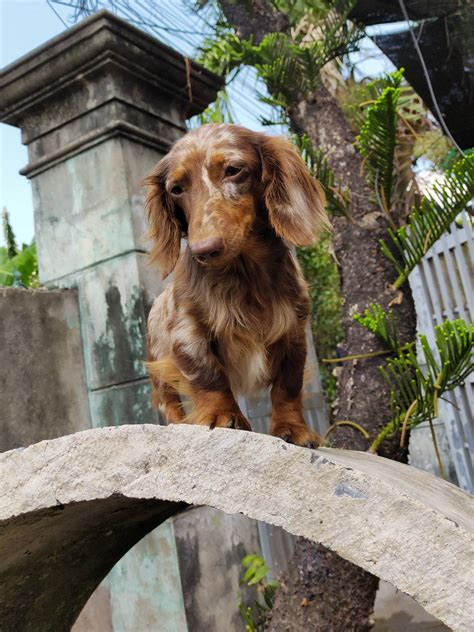 Top 10 Smartest Dog Breeds - Are Dachshunds Smart? - Dachshund Bonus