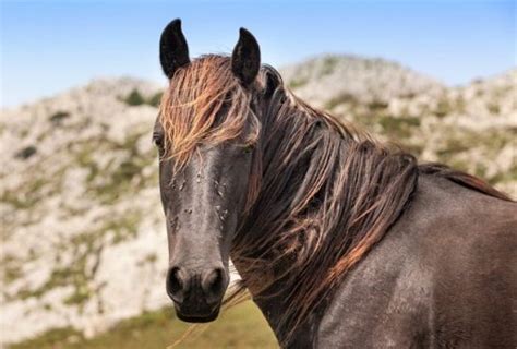 15 Spanish Horse Breeds and Their Role in Spanish Culture