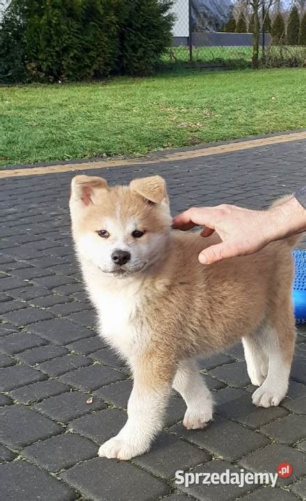 Śliczne Szczeniaki Akita Inu GOTOWE DO ODBIORU Sochaczew Sprzedajemy pl