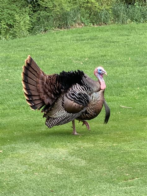 In honor of all the wildlife pics, here is a turkey : r/golf