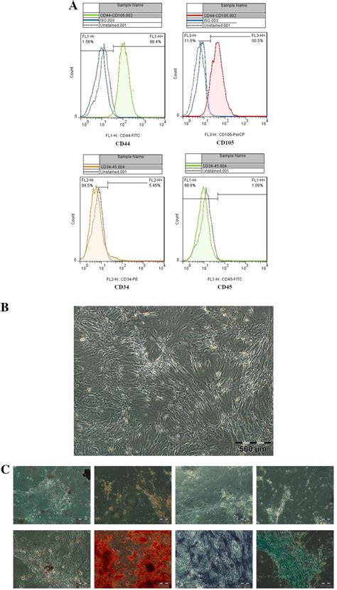 Immunophenotyping Morphology And Differentiation Capacity Of Mmscs Download Scientific