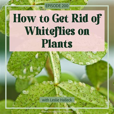 How to Get Rid of Whiteflies on Plants - Growing Joy with Maria