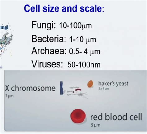 The Mouth As A Microbial Habitat Flashcards Quizlet