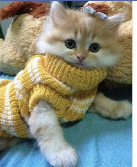 A Kitten Wearing A Sweater Laying On Top Of A Bed Next To A Teddy Bear