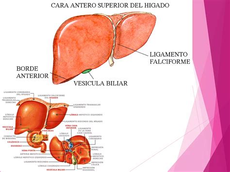 Anatomía del Higado y Vias biliares PPT Descarga Gratuita