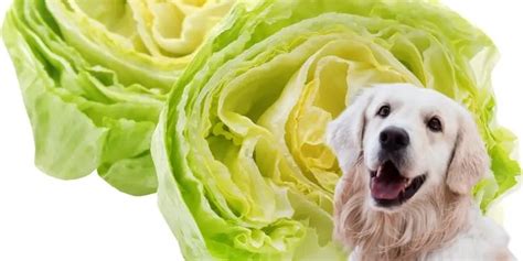 Can Dogs Eat Lettuce Is Iceberg Or Romaine Ok For A Puppy