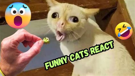 Try Not Laughing Top Funny Cats Reactions To Food Youtube