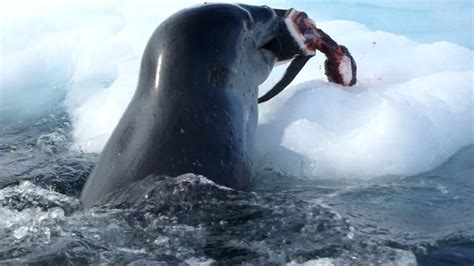 Leopard Seal Kills Adelie Penguin in Antarctica - YouTube