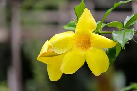 Allamanda Bush Stock Photos Free Royalty Free Stock Photos From