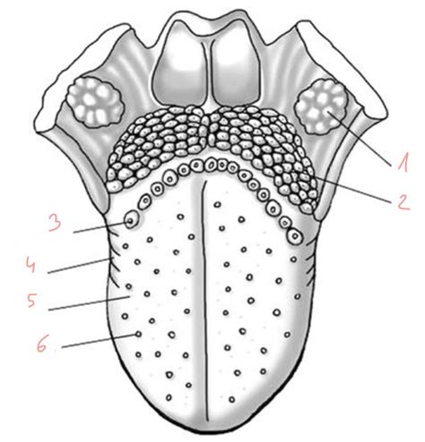 Fiszki Układ pokarmowy egzamin anatomia Quizlet