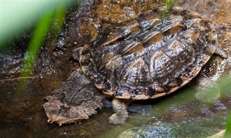 Descubren Nueva Especie De La Ex Tica Tortuga Matamata Hora