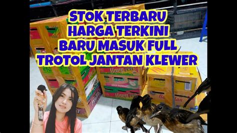 READY MURAI BATU TROTOL JANTAN KLEWER STOK TERBARU YouTube