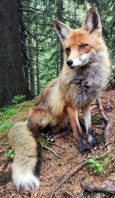 animals animal photography animals wild wild animals
