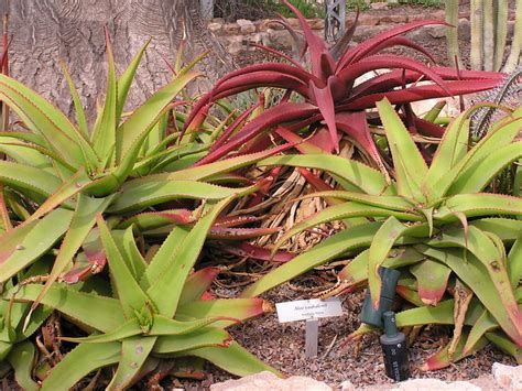 Photo Of The Entire Plant Of Van Balen S Aloe Aloe Vanbalenii Posted