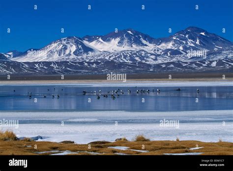 laguna santa rosa ojos de salado chile stock photo alamy