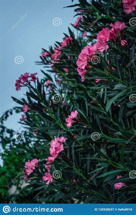 Flores Rosadas Con Las Hojas Verdes Imagen De Archivo Imagen De Verde