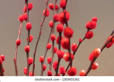 2 769 Pussy Pillow Images Stock Photos Vectors Shutterstock