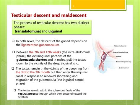 Undescended Testis Cryptorchidism