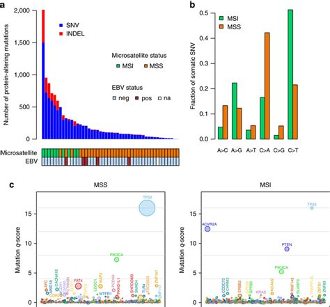 Somatic Mutations In Gastric Cancer A Number Of Somatic