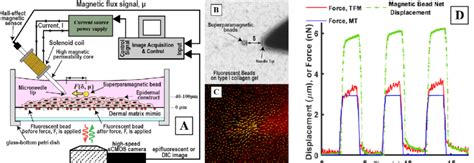 Combined Traction Force Microscopy And Magnetic Tweezers For Exploring