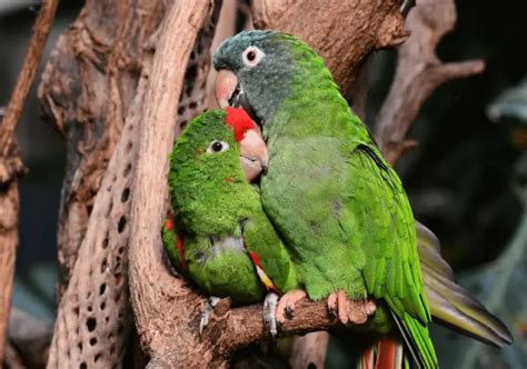 How To Determine The Sex Of Your Parrot Green Cheek Parrot