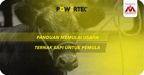 Panduan Memulai Usaha Ternak Sapi Untuk Pemula