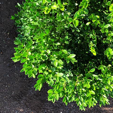 Buxus 'Green Velvet' - Bowood Farms