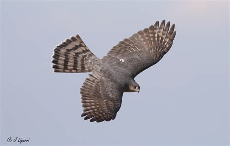 Utah Birders | Birding Blog, Utah Birds, Utah Birding, Utah Bird ID: Hawk Migration