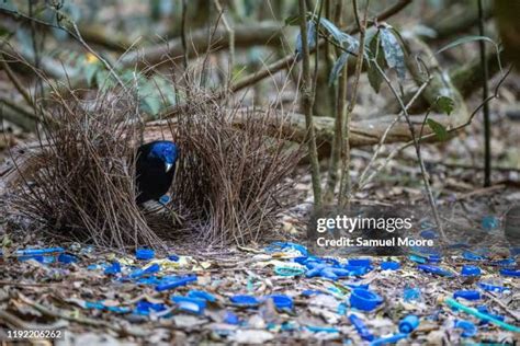 Satin Bower Bird Photos and Premium High Res Pictures - Getty Images