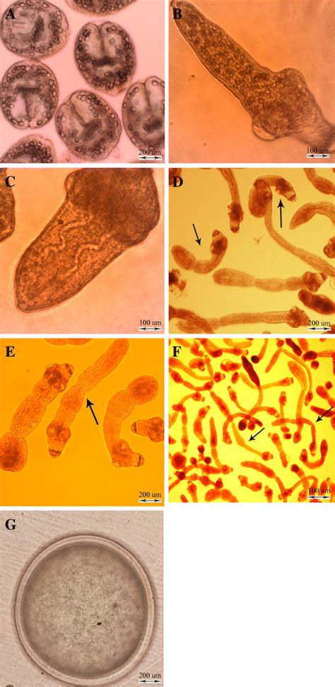 In Vitro Developmental Stages Of Echinococcus Granulosus In Monophasic