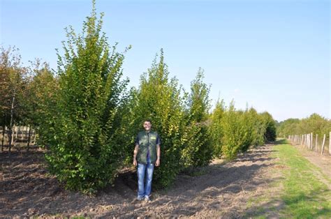 Carpinus bet Fastigiata Habr Starkl zahradník spol s r o STROMY