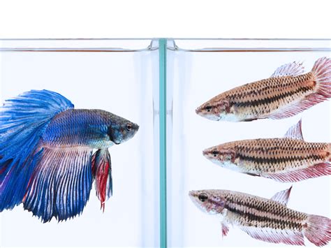 Betta Colors - Betta Types Devide By Colors Betta Fish Facts - This ...