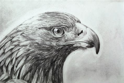 Golden Eagle done in pencil : r/drawing