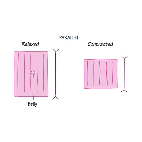 Gross Anatomy Glossary Skeletal Muscle Fascicle Alignment Ditki