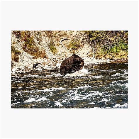 Lámina fotográfica Oso Grizzly en el río Yellowstone de bengraham