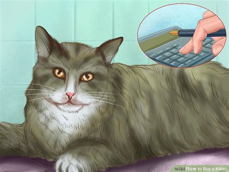 How to Buy a Kitten (with Pictures)