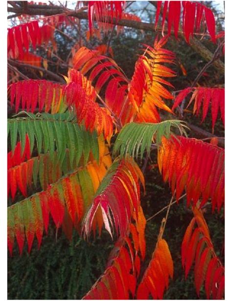 Rhus Typhina Sumac De Virginie Sumac Amaranthe