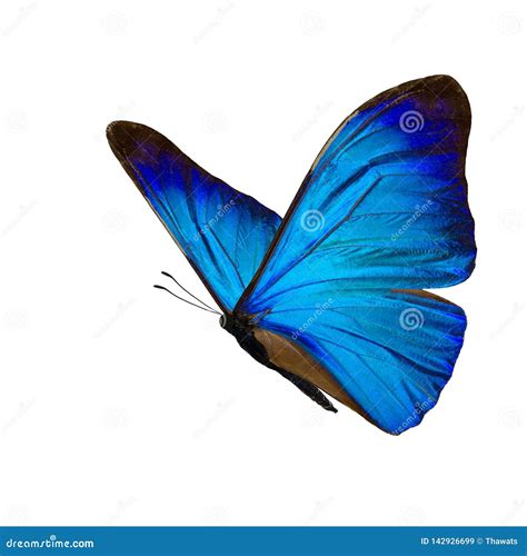 Borboleta Azul Bonita Do Morpho Imagem De Stock Imagem De Isolado