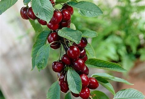 Карликовая вишня: описание и характеристики 17 низкорослых сортов ...