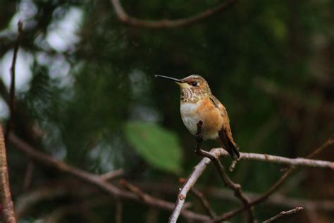 Rufous Hummingbird - Kent County, Delaware by Alex Lamoreaux | Nemesis Bird