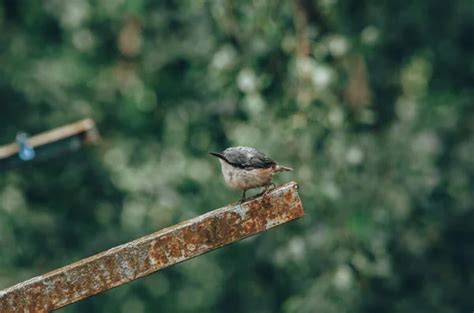 Nuthatch Sitta europaea un pequeño pájaro cantor con un pico largo y