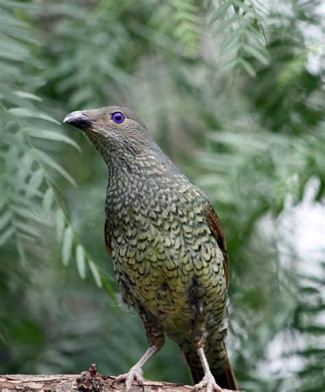 Satin Bower Bird 02 by aussiegal7 on DeviantArt