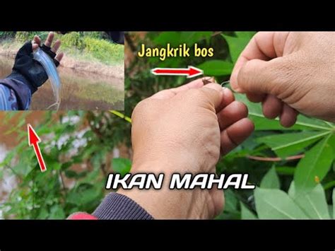 Rela Menerobos Semak Belukar Demi Mendapat Kan Ikan Ini Youtube