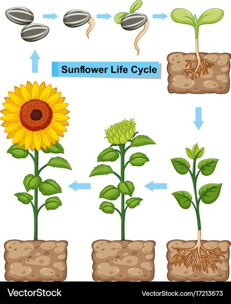 Sunflower Life Cycle Diagram Images And Photos Finder