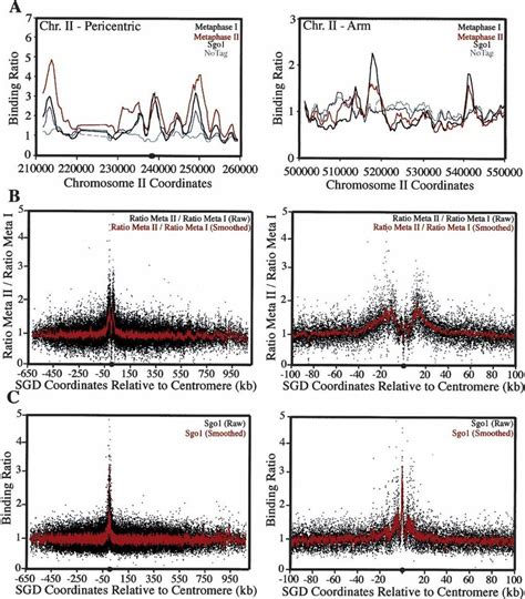 Cohesins are protected from removal during meiosis I within the 50-kb ... 